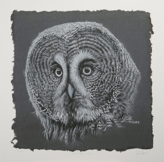 Great Grey Owl