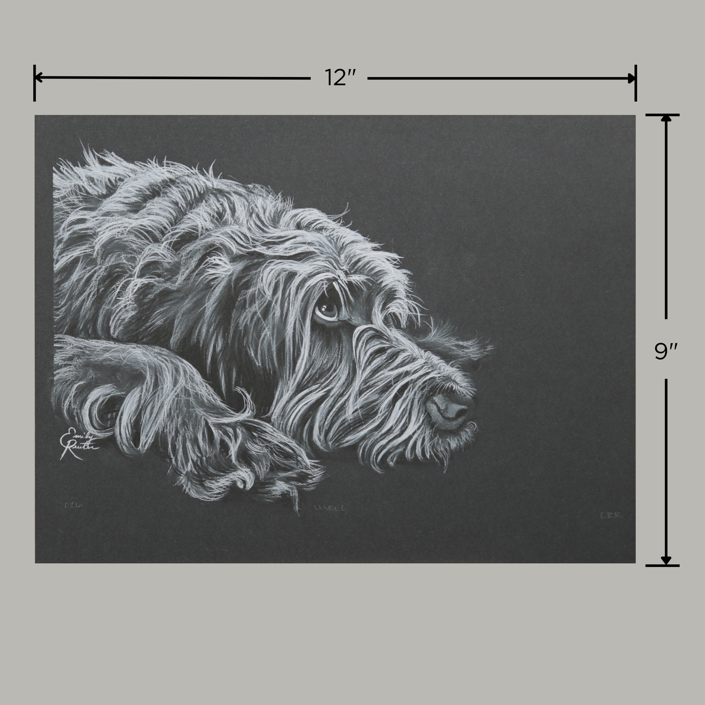 Mabel - Wirehaired Pointing Griffon