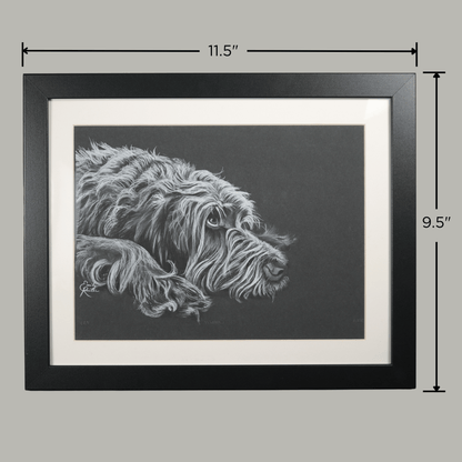 Mabel - Wirehaired Pointing Griffon