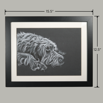 Mabel - Wirehaired Pointing Griffon