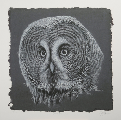 Great Grey Owl