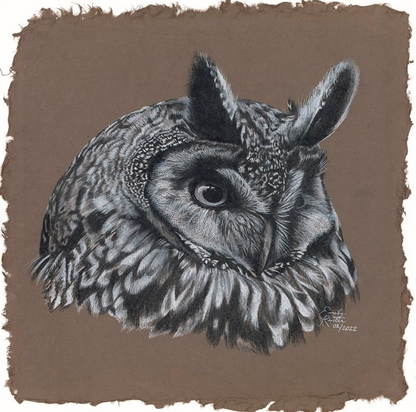 Long Eared Owl