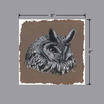 Long Eared Owl