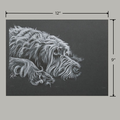 Mabel - Wirehaired Pointing Griffon