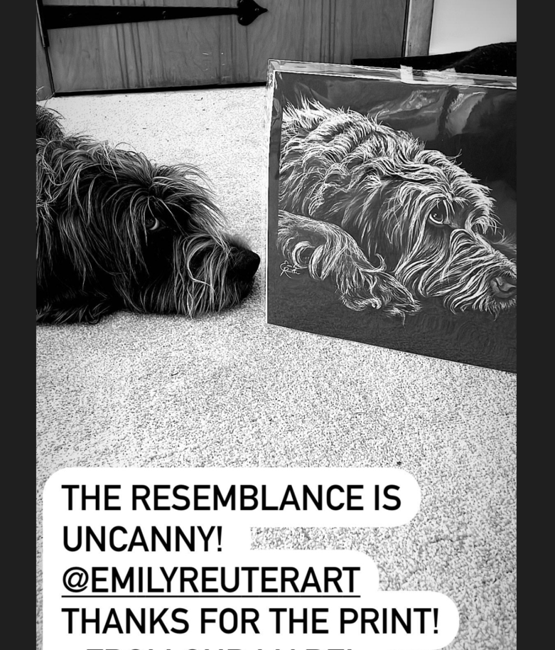 Mabel - Wirehaired Pointing Griffon