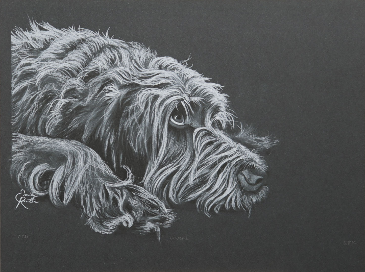 Mabel - Wirehaired Pointing Griffon