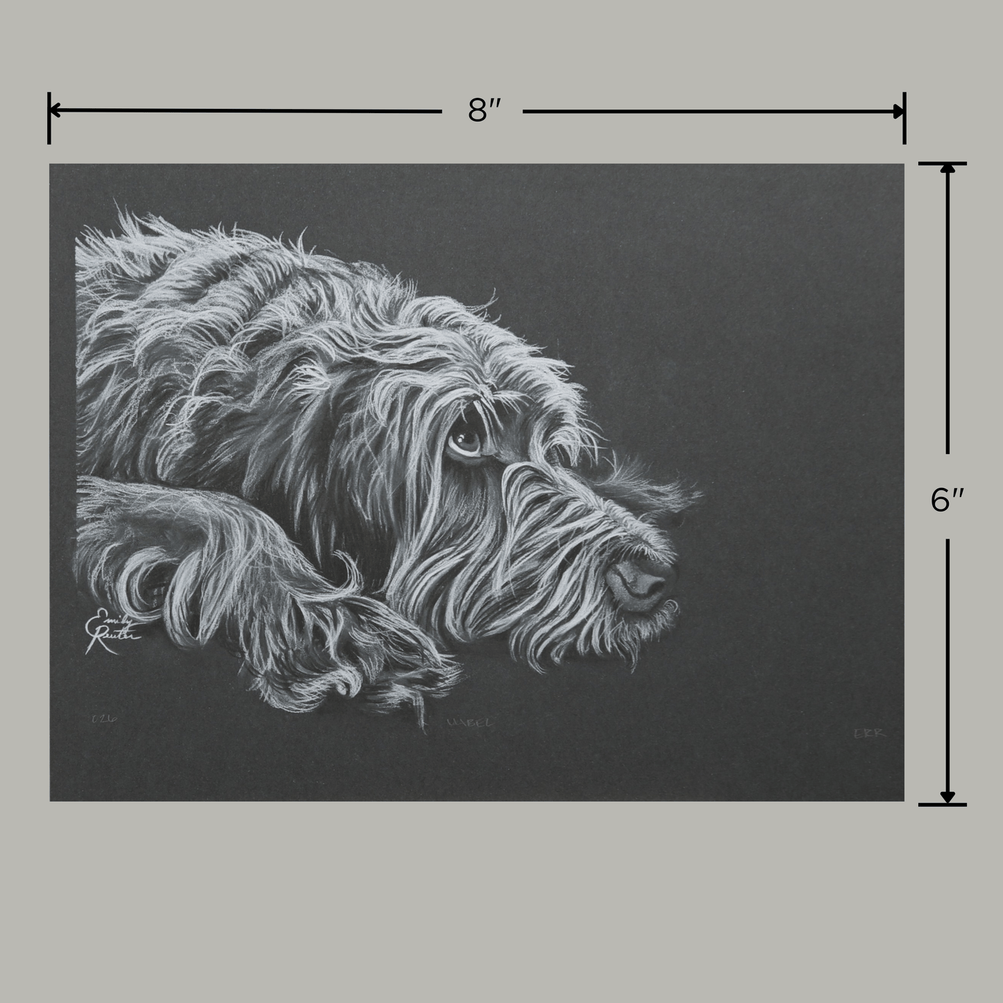 Mabel - Wirehaired Pointing Griffon