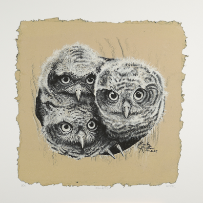 Owlets